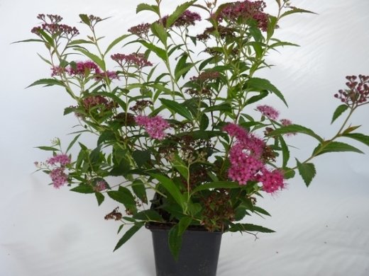 Rote Sommerspiere (Spiraea bumalda Anthony Waterer), 15-30 cm, Topfpflanze