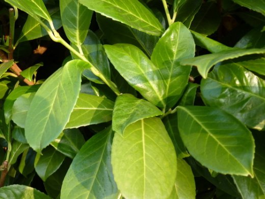 Prunus laurocerasus (Kirschlorbeer) Rotundifolia im Container,80-100 cm