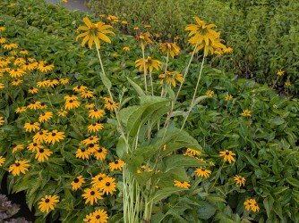 Garten-Sonnenhut Goldsturm - Rudbeckia fulgida