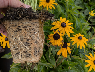 Garten-Sonnenhut Goldsturm - Rudbeckia fulgida