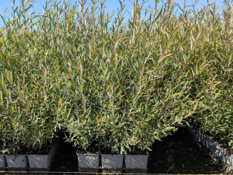 Salix purpurea nana, 50-80 cm groß im 1L Container Salix purpurea nana, 50-80 cm groß im 1L Container