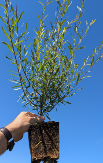 Salix purpurea nana, 50-80 cm groß im 1L Container