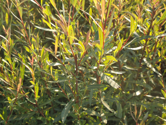 Salix purpurea nana, 50-80 cm groß im 1L Container