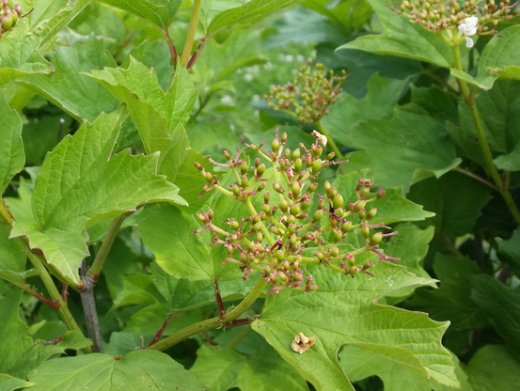Gemeiner Schneeball, Viburnum opulus, im Container, 50-80cm