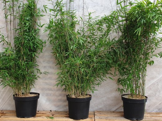 Bambus Fargesia nitida Black Pearl im Container