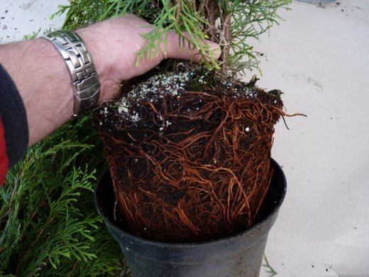 Thuja smaragd Lebensbaum (Thuja occ. smaragd) im C3 Container, 50-60cm