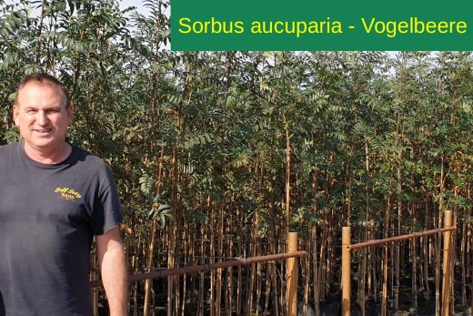 Vogelbeere (Eberesche), Sorbus aucuparia, im Topf