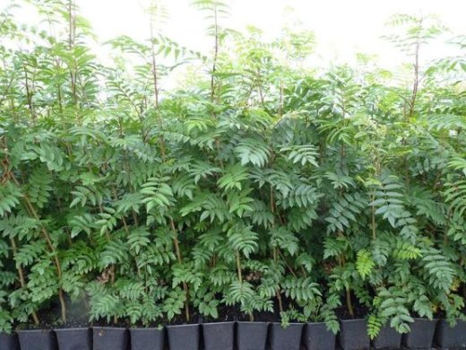 Vogelbeere (Eberesche), Sorbus aucuparia, im Topf