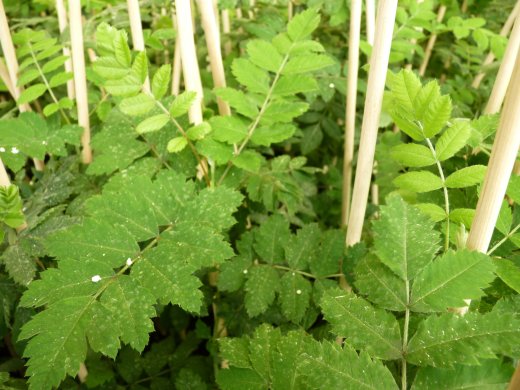 Sorbus domestica (Speierling), Containerpflanzen, bis 120 cm
