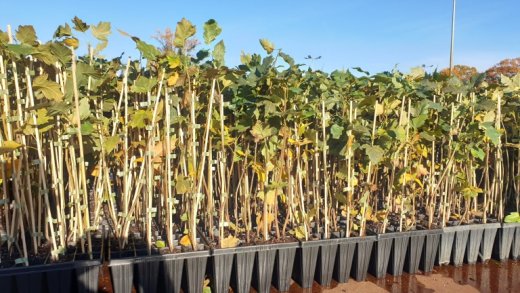 Sorbus Torminalis (Elsbeere), 30-50cm, im Container