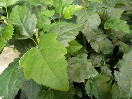 Sorbus Torminalis (Elsbeere), 30-50cm, im Container