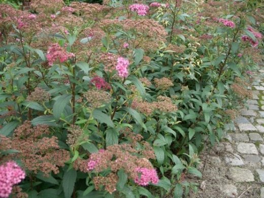 Rote Sommerspiere (Spiraea bumalda Anthony Waterer), 15-30 cm, Topfpflanze