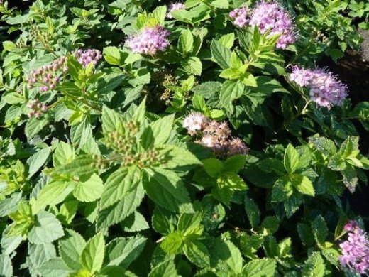 Spiraea japonica Little Princess / Rosa Zwergspiere, 10-30 cm, Topfpflanze Spiraea japonica Little Princess / Rosa Zwergspiere, 10-30 cm, Topfpflanze