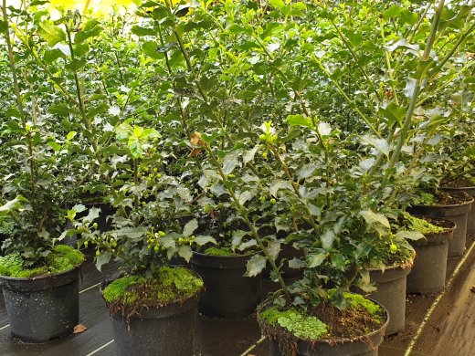 Stechpalme / Ilex Blue Angel