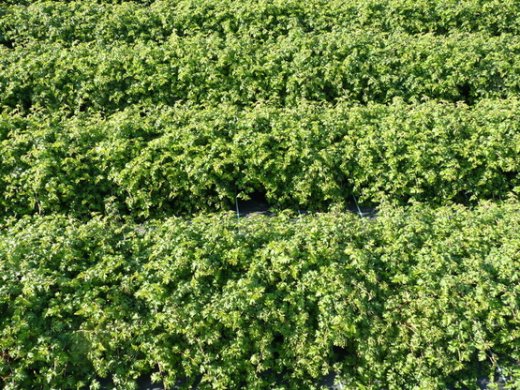 Zwerg-Kranzspiere Stephanandra incisa Crispa mit Topfballen