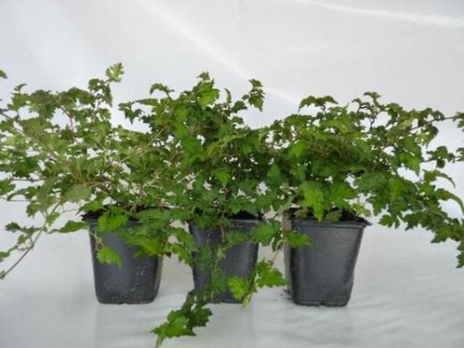 Zwerg-Kranzspiere Stephanandra incisa Crispa mit Topfballen Zwerg-Kranzspiere Stephanandra incisa Crispa mit Topfballen