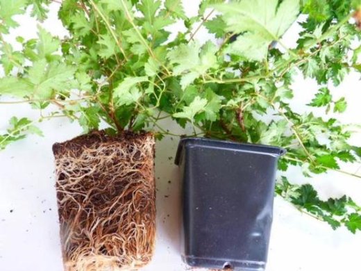 Zwerg-Kranzspiere Stephanandra incisa Crispa mit Topfballen