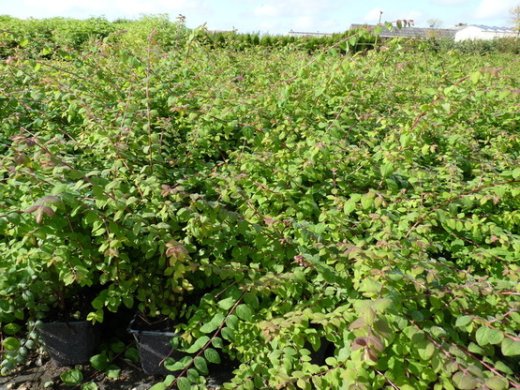 Niedrige Purpurbeere (Symphoricarpos chenaultii Hancock)