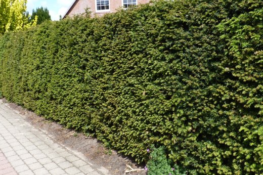 1 Meter Fertighecke+1J aus Einheimischer Eibe (Taxus baccata)