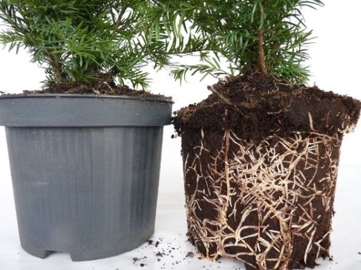 Taxus baccata Repandens, 40-50 cm groß, im 3L Container