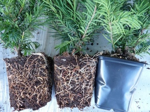 Taxus baccata Repandens, 15-20 cm groß, im 0,5L Topf