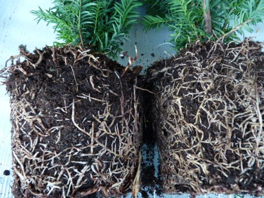 Taxus media hillii (männliche Bechereibe), 100-125 cm groß