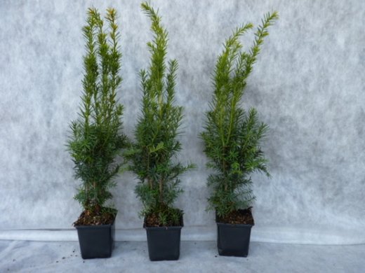 Taxus media hillii (männliche Bechereibe), 40-50cm im C1 Topf