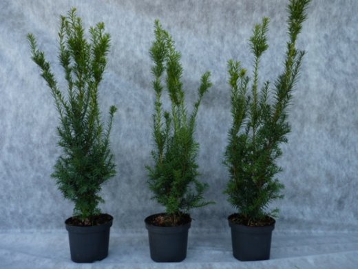 Taxus media hillii (männliche Bechereibe), 60-80 cm groß