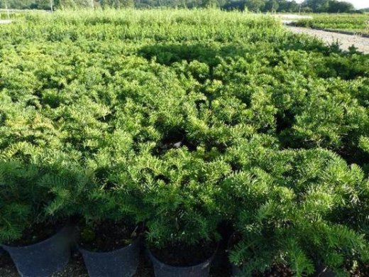 Taxus baccata Repandens, 15-20 cm groß, im 0,5L Topf