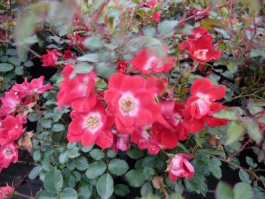 Rose The fairy red (Bodendeckerrose)