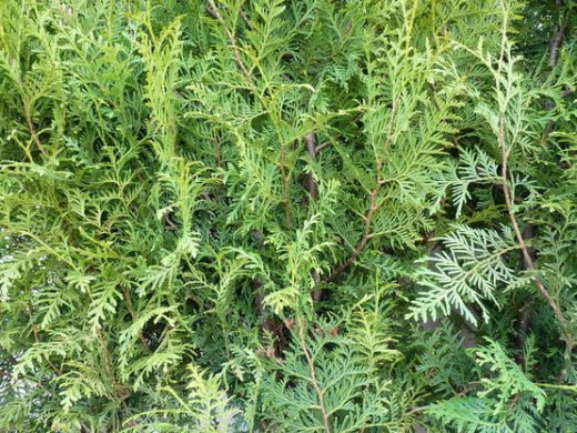 Thuja brabant Lebensbaum (Thuja occ. brabant) im P9 Topf, 30-40cm