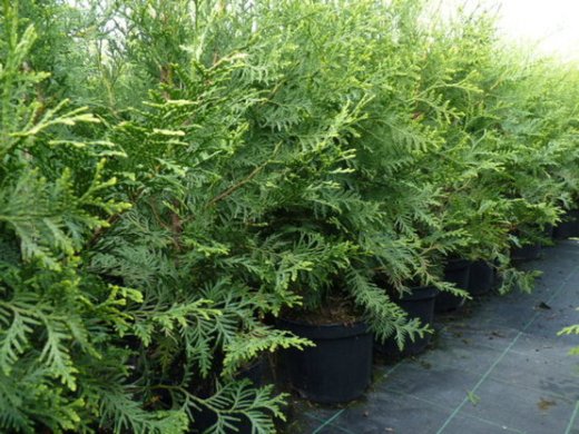 Thuja brabant Lebensbaum (Thuja occ. brabant) im Container, 80-100cm