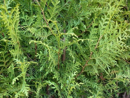 Thuja brabant Lebensbaum (Thuja occ. brabant) im P9/C1 Container, 40-60cm
