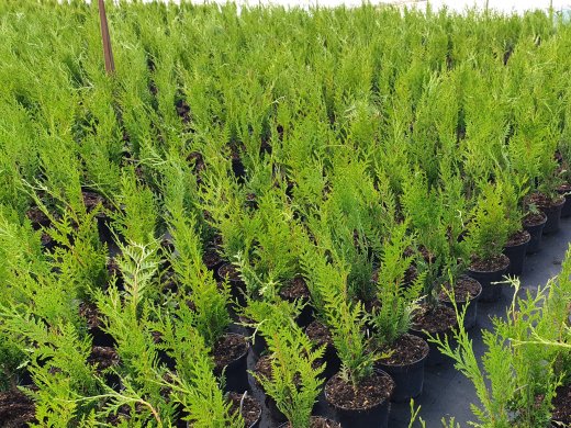 Thuja plicata Atrovirens / Grüner Riesen-Lebensbaum, 100-125cm