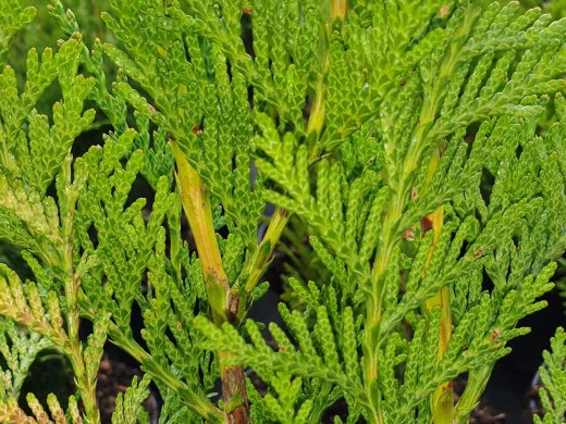Thuja plicata Atrovirens / Grüner Riesen-Lebensbaum, 100-125cm