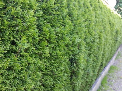 Thuja smaragd Lebensbaum (Thuja occ. smaragd), im 20L Container, 175-200 cm