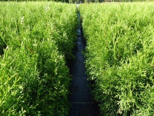 Thuja smaragd Lebensbaum (Thuja occ. smaragd) im C3 Container, 50-60cm