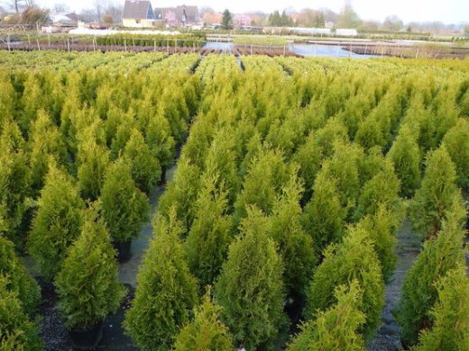 Thuja smaragd Lebensbaum im Container
