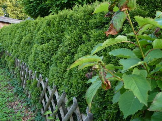 Thuja smaragd Lebensbaum (Thuja occ. smaragd), im 3 L Topf, 100-125cm Thuja smaragd Lebensbaum (Thuja occ. smaragd), im 3 L Topf, 100-125cm