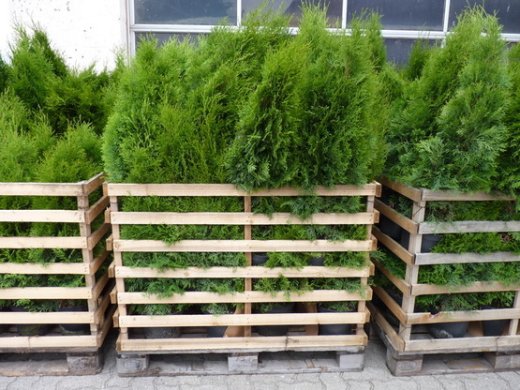 Thuja smaragd Lebensbaum (Thuja occ. smaragd) im 1L Container, 40-60cm