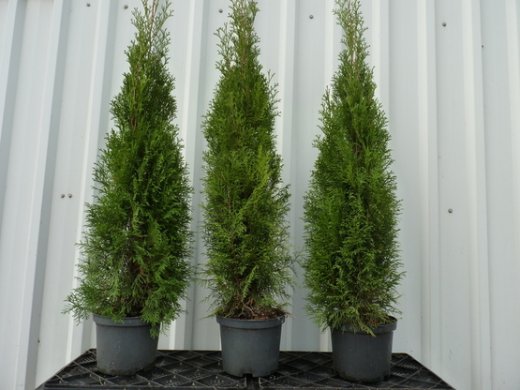 Thuja smaragd Lebensbaum im Container