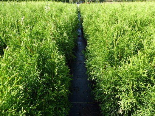 Thuja smaragd Lebensbaum (Thuja occ. smaragd), im 7,5L Container, 125-150cm
