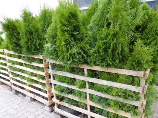 Thuja smaragd Lebensbaum (Thuja occ. smaragd) im Container, 80-100cm