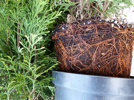 1 Meter Fertighecke+1J aus Thuja smaragd (Lebensbaum, Thuja occ. smaragd)