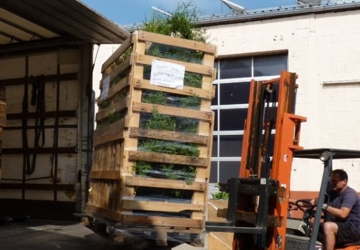 Thuja smaragd Lebensbaum (Thuja occ. smaragd), im 20L Container, 175-200 cm