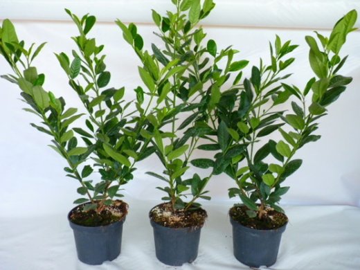 Kirschlorbeer Diana (Prunus laurocerasus Diana), 80-100cm, Container
