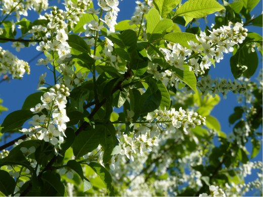 Einheimische Traubenkirsche (Prunus Padus), 50-80 cm groß Einheimische Traubenkirsche (Prunus Padus), 50-80 cm groß