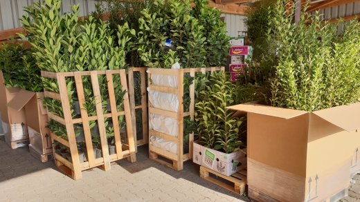 Frühjahrsaktion Samstags: Pflanzen Sonderverkauf (Hofverkauf)