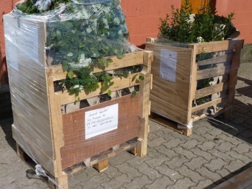 Hainbuche, Weißbuche (Carpinus betulus) im Container, 125-150cm