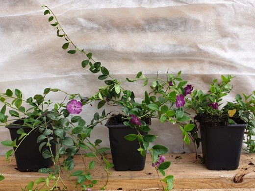 Kleines Immergrün - rot (Vinca minor rubra), 8-12 Triebe